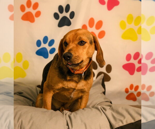 Medium Photo #6 Mutt Puppy For Sale in Brooklyn Center, MN, USA