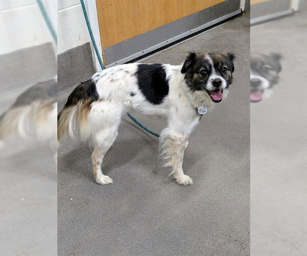 Medium Photo #1 Papillon-Unknown Mix Puppy For Sale in Forestville, MD, USA