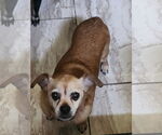 Small #3 Chihuahua Mix