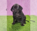 Small #4 Catahoula Leopard Dog
