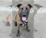 Small #4 Holland Shepherd Mix