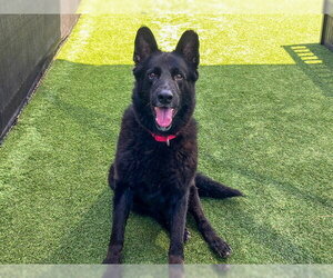 BLUE - Male German Shepherd Dog Dog for Adoption - Photo #3