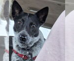 Small #1 Mutt