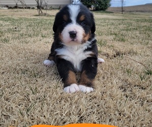 Bernese Mountain Dog Puppy for sale in ELNORA, IN, USA