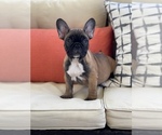 Puppy 3 French Bulldog