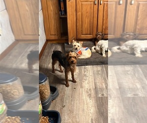 YorkiePoo Puppy for sale in FULTON, NY, USA