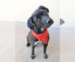 Labrador Retriever-Unknown Mix Dogs for adoption in McKinney, TX, USA