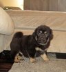 Puppy 3 Tibetan Mastiff