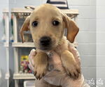 Small #1 Labrador Retriever Mix