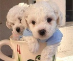 Small Photo #10 Bichon Frise Puppy For Sale in JURUPA VALLEY, CA, USA