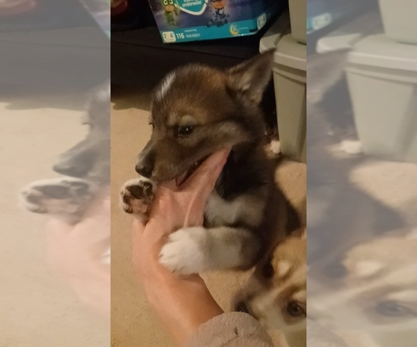 Medium Photo #13 Gerberian Shepsky Puppy For Sale in EDMORE, MI, USA