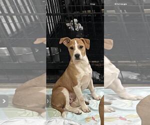 Catahoula Leopard Dog-Unknown Mix Dogs for adoption in Social Circle, GA, USA