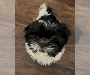 Shih Tzu Puppy for sale in PEORIA, AZ, USA