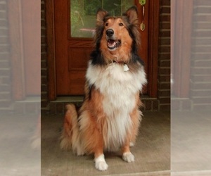 Mother of the Cadoodle puppies born on 07/12/2025
