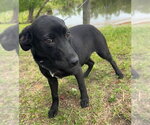 Small #1 Labrador Retriever Mix