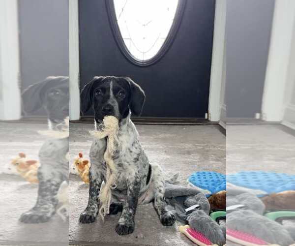 Medium Photo #17 Bluetick Coonhound-Unknown Mix Puppy For Sale in pomfret, CT, USA