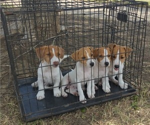 Jack Russell Terrier Puppy for Sale in GRAND PRAIRIE, Texas USA