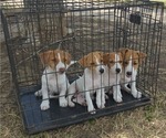 Small Jack Russell Terrier