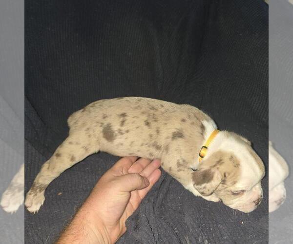 Medium Photo #9 Olde English Bulldogge Puppy For Sale in HAMLER, OH, USA