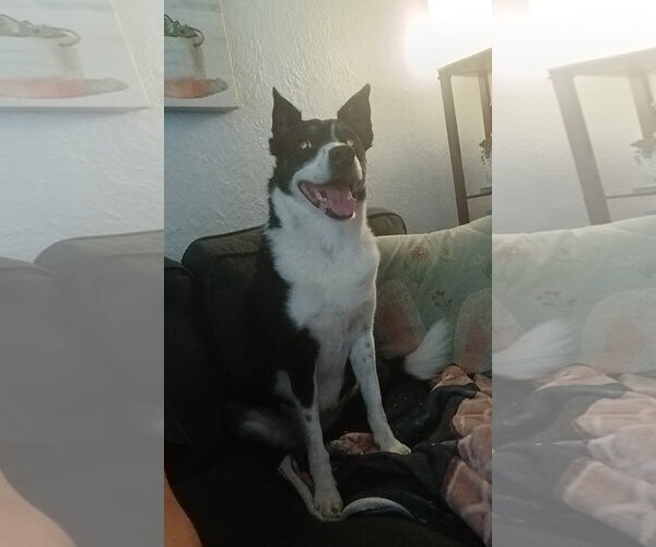Medium Photo #2 Border Collie-Unknown Mix Puppy For Sale in Highland, IL, USA