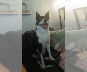 Poppy Seed (a courtesy listing in Columbia, IL) - Female Border Collie-Unknown Mix Dog for Adoption - Photo #2
