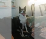 Small #1 Border Collie Mix