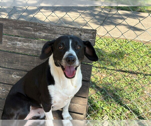 Medium Photo #2 Mutt Puppy For Sale in Tulsa, OK, USA