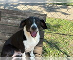 Small Photo #2 Mutt Puppy For Sale in Tulsa, OK, USA