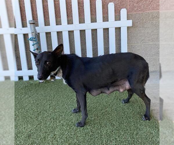 Medium Photo #1 Border Collie-Unknown Mix Puppy For Sale in Modesto, CA, USA