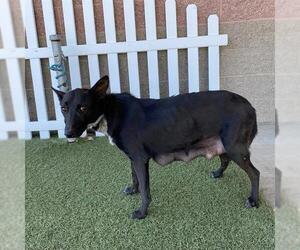 Border Collie-Unknown Mix Dogs for adoption in Modesto, CA, USA