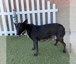 *JOY - Female Border Collie-Unknown Mix Dog for Adoption - Small photo