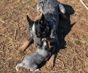 Father of the Australian Cattle Dog puppies born on 12/31/2023