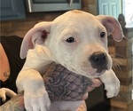 Puppy Pumpkin American Pit Bull Terrier