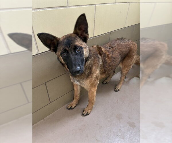 Medium Photo #1 German Shepherd Dog Puppy For Sale in Riverside, CA, USA