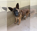 Small German Shepherd Dog