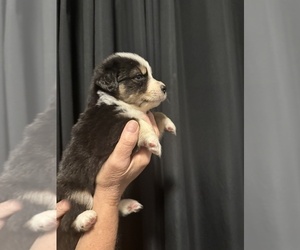 Medium Australian Shepherd