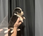 Puppy Milo Australian Shepherd