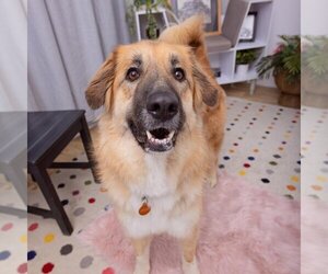 Anatolian Shepherd-Unknown Mix Dogs for adoption in Los Angeles, CA, USA