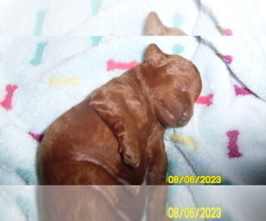 Poodle (Toy) Puppy for sale in DULUTH, GA, USA