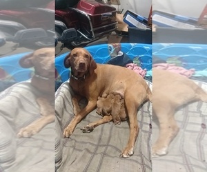 Mother of the Vizsla puppies born on 08/08/2019