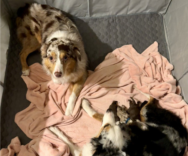 Medium Photo #1 Australian Shepherd Puppy For Sale in BOSTON, MA, USA