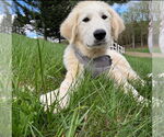 Small #1 Great Pyrenees