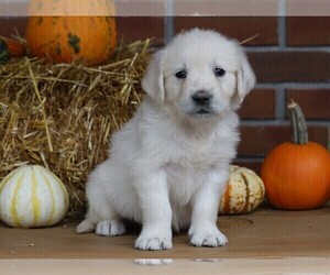 English Cream Golden Retriever Puppy for sale in FREDERICKSBG, OH, USA