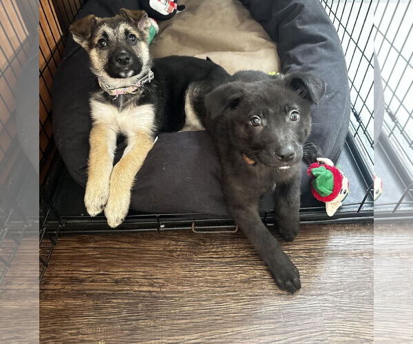 Medium Photo #5 Shepradors Puppy For Sale in Princeton, MN, USA