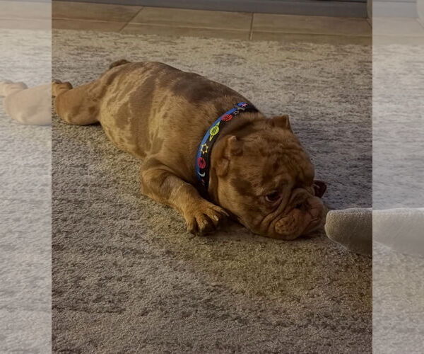 Medium Photo #2 Bulldog-Unknown Mix Puppy For Sale in Las Vegas, NV, USA