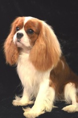 Father of the Cavalier King Charles Spaniel puppies born on 04/12/2016