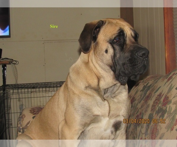 Medium Photo #1 Mastiff Puppy For Sale in FORT GARLAND, CO, USA