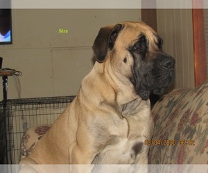 Father of the Mastiff puppies born on 11/15/2021
