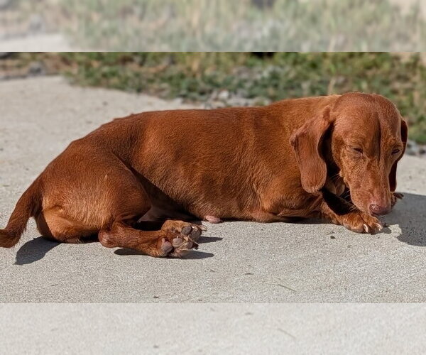 Medium Photo #3 Dachshund Puppy For Sale in Shelbyville, TN, USA