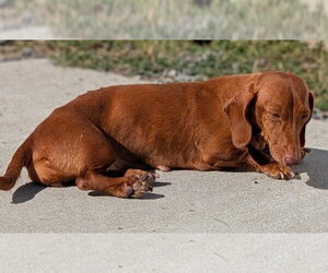 Rosie in TN - Female Dachshund Dog for Adoption - Photo #3